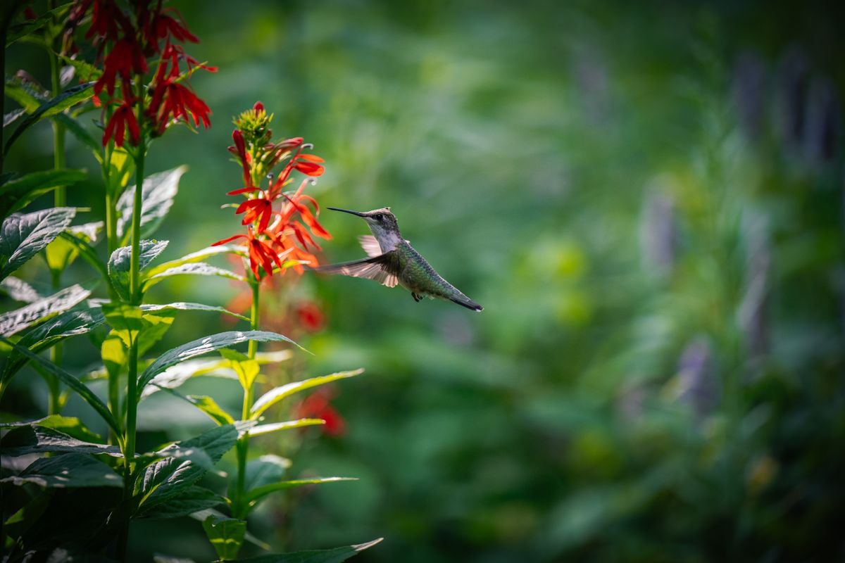 Capture of a hummingbird feeding on vibrant red flowers in a lush garden setting.