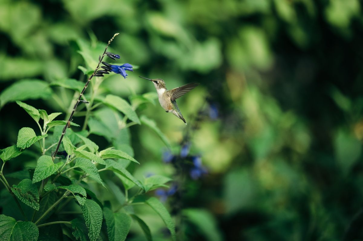 A hummingbird in mid-flight approaches vibrant purple flowers in a lush green outdoor setting.