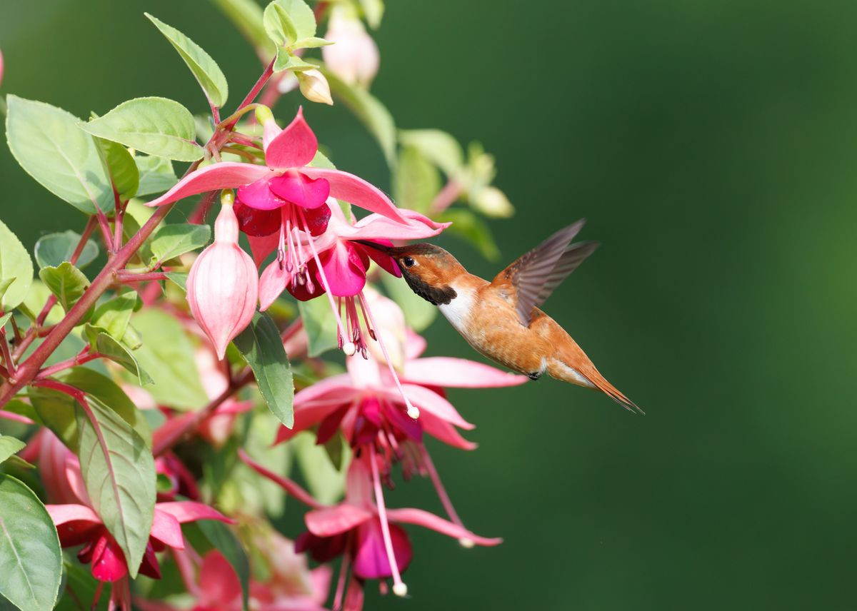 A hummingbird feeding on vibrant fuchsia flowers, showcasing nature's beauty.