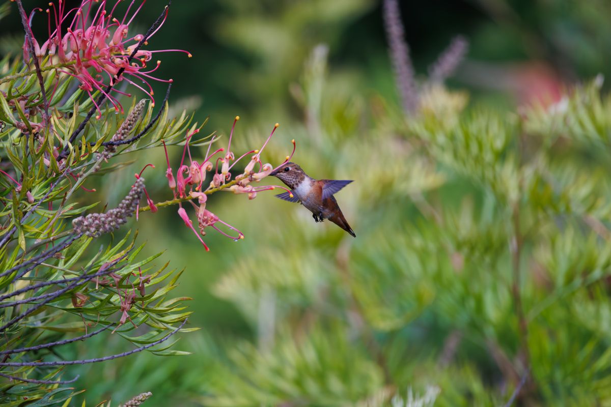 A hummingbird in flight feeding on bright pink flowers in a vibrant garden setting.