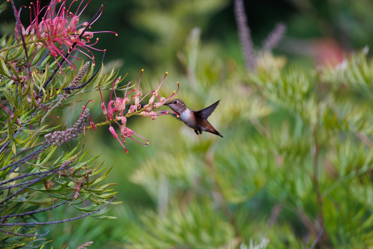Close-up of a hummingbird feeding on pink flowers in a lush Los Angeles garden.