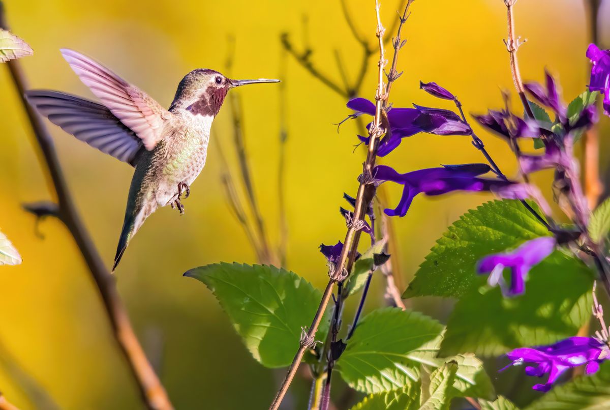 A stunning hummingbird hovers midair next to vivid purple flowers in a natural setting.