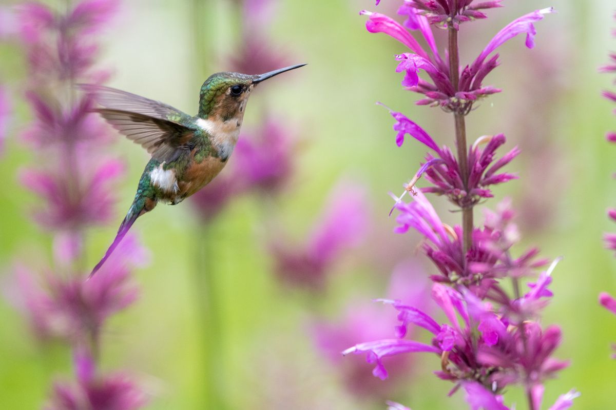 A hummingbird hovers beside vibrant purple flowers, capturing nature's elegance.