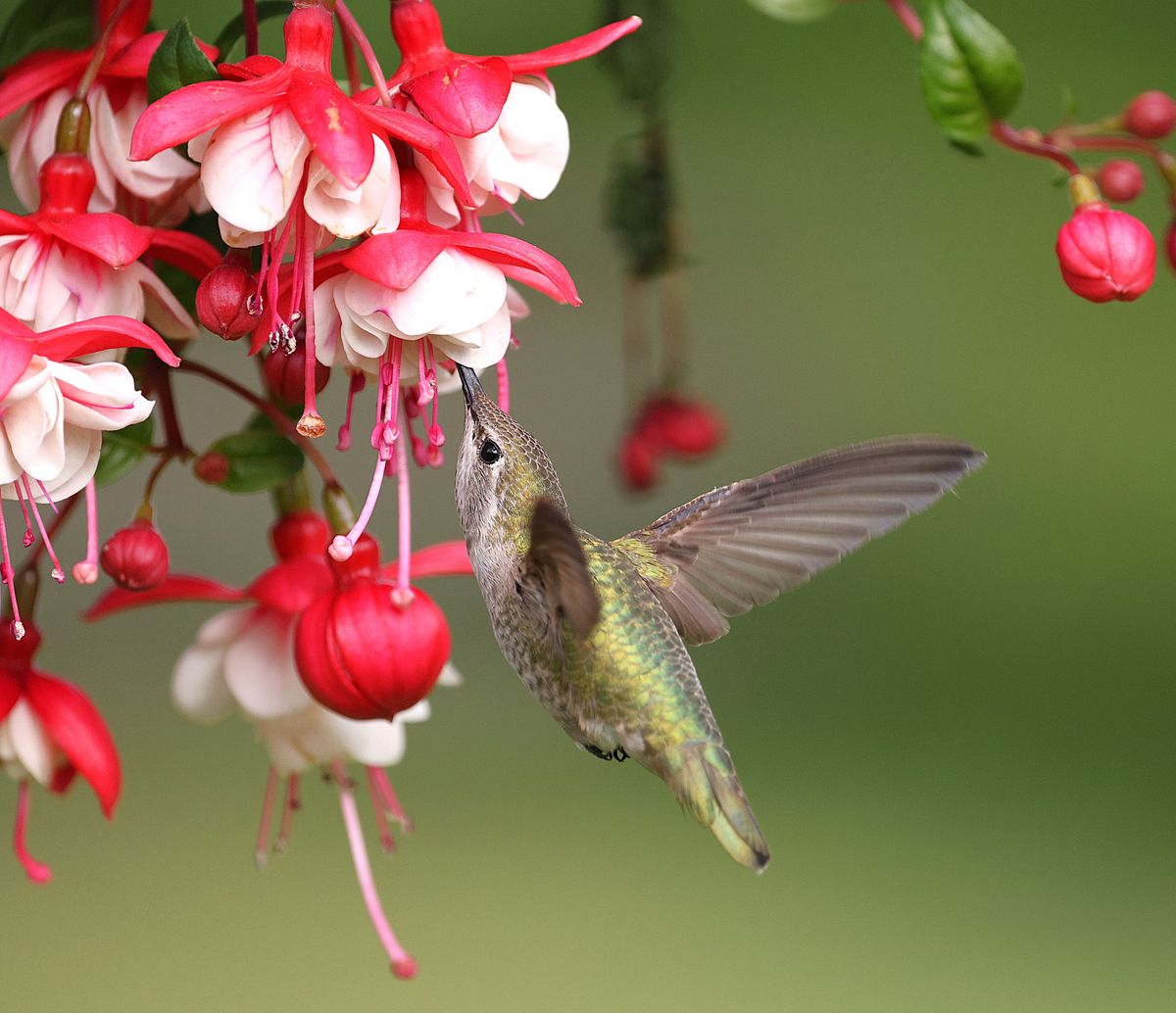 Close-up of an Anna's hummingbird sipping nectar from fuchsia flowers in a garden setting.