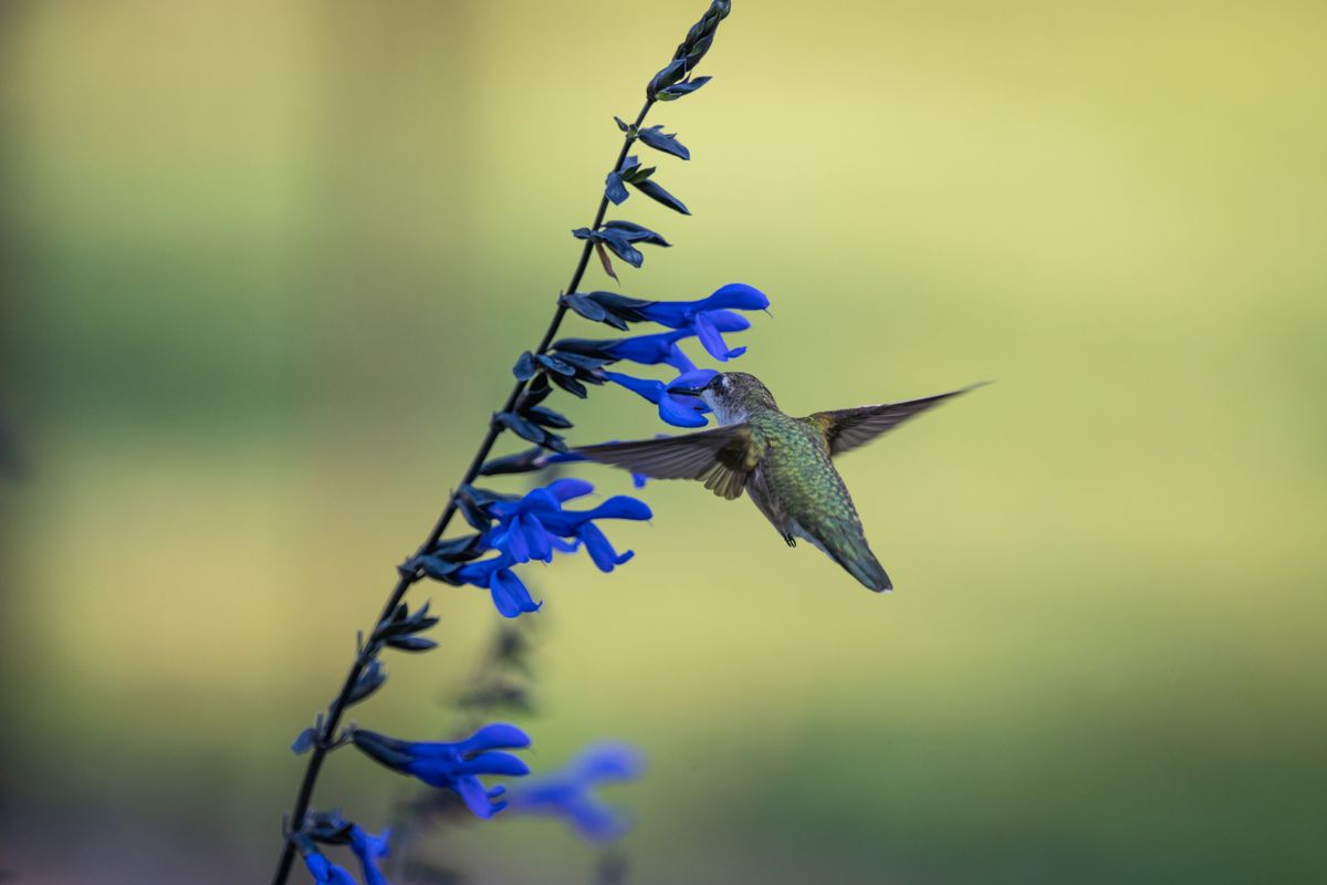 Close-up of a hummingbird feeding on vibrant blue salvia flowers in natural light.