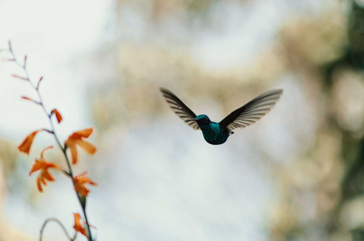 A beautiful hummingbird captured mid-flight near orange flowers in Bogotá, Colombia.