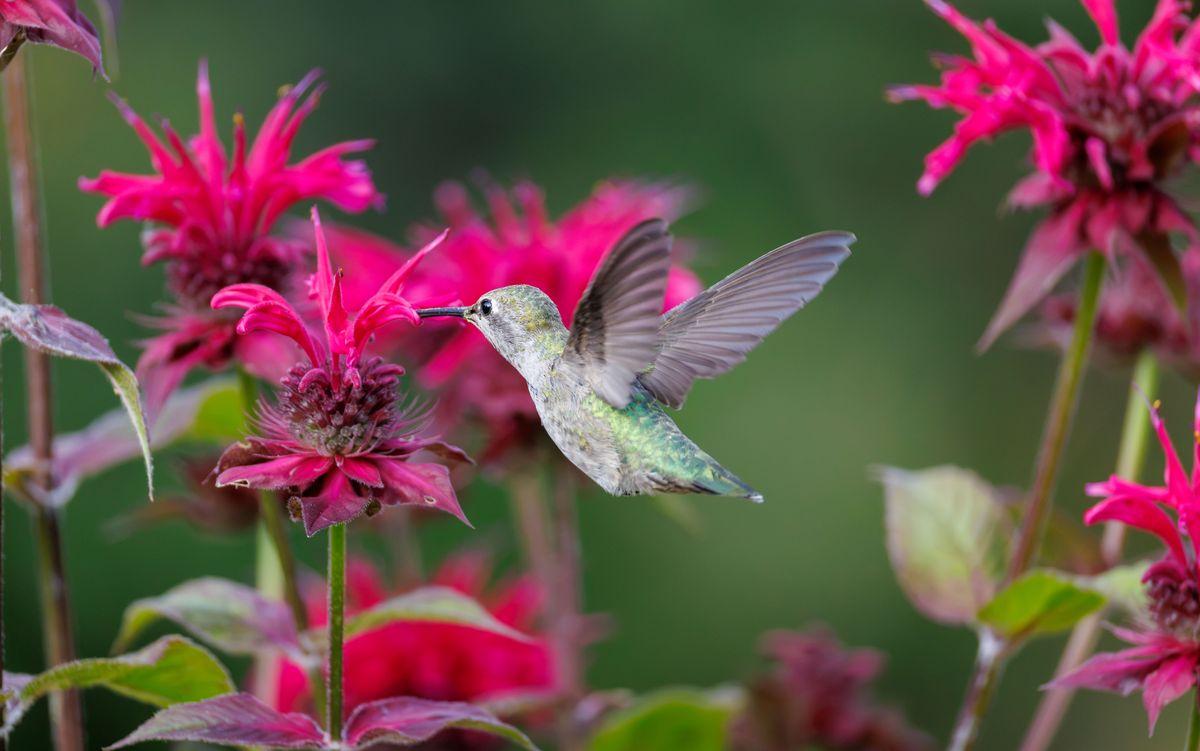 Close-up of a hummingbird feeding on vivid pink flowers in a lush outdoor setting.