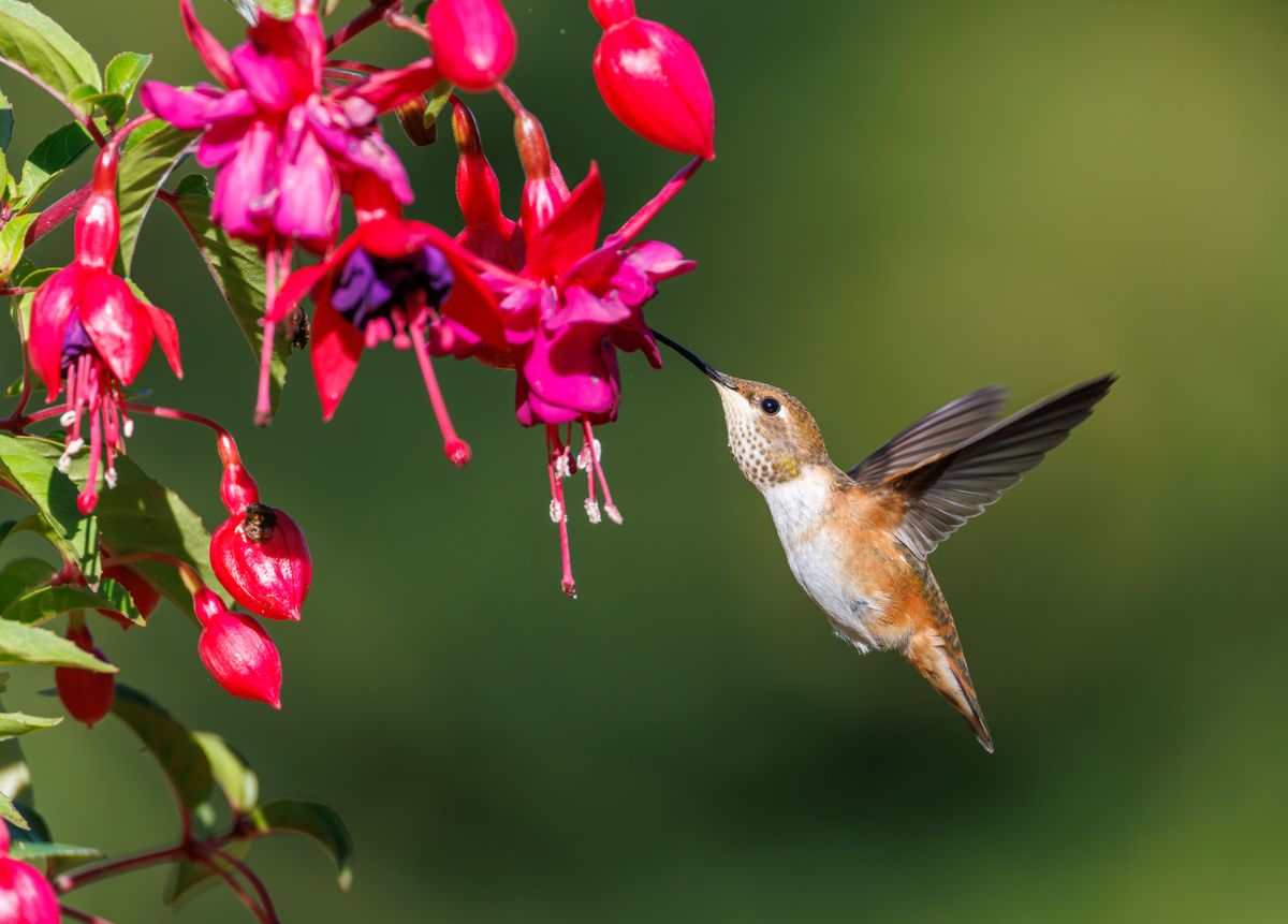 A hummingbird gracefully feeds on bright pink fuchsia flowers against a blurred green background.