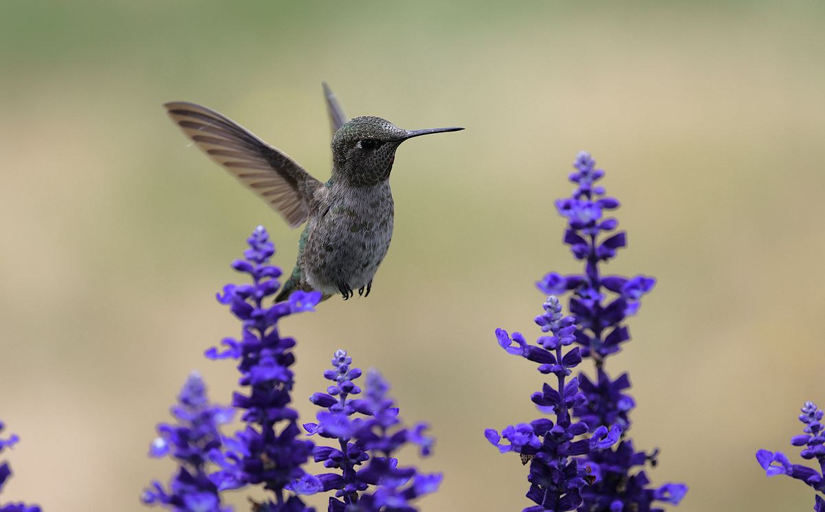 A graceful hummingbird in flight near vivid purple blossoms in a garden.