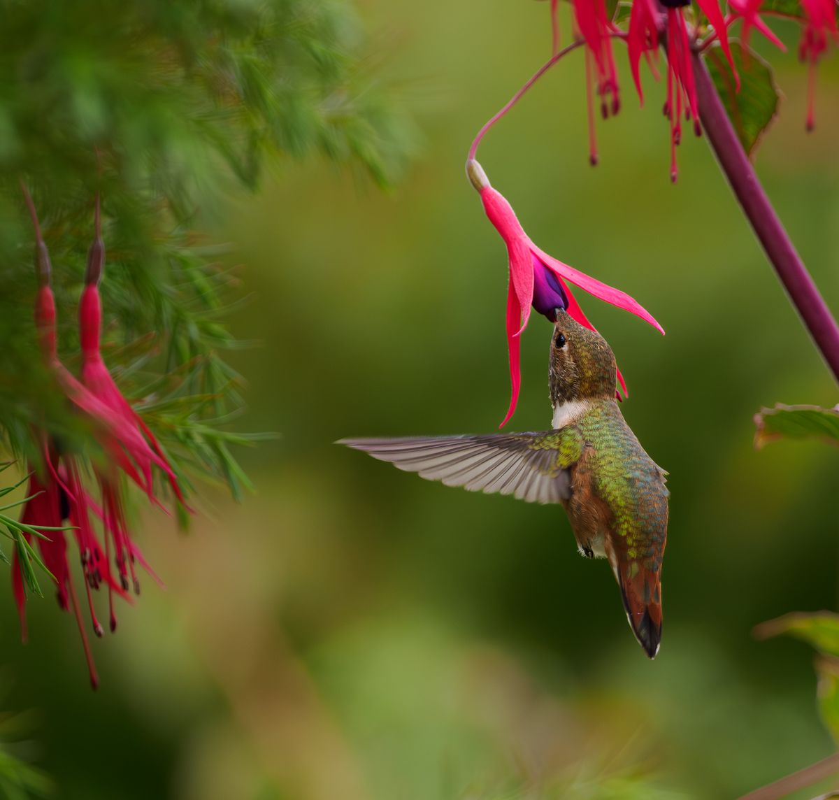 A hummingbird gracefully feeds from a vivid fuchsia flower in a lush garden setting.