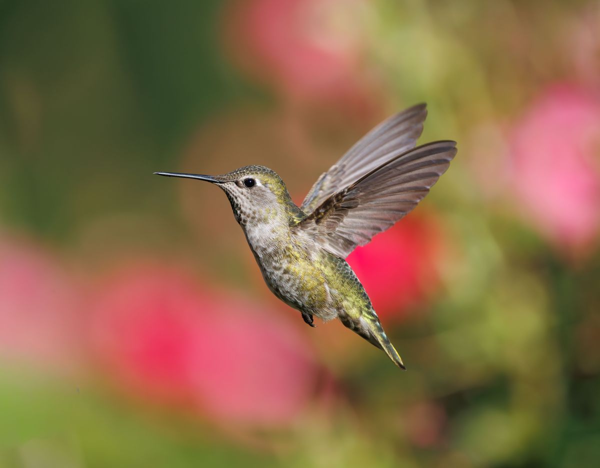 Close-up of a hummingbird flying in front of a vibrant flower background.