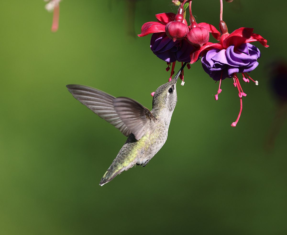 A colorful hummingbird sipping nectar from vibrant fuchsia flowers in a garden setting.