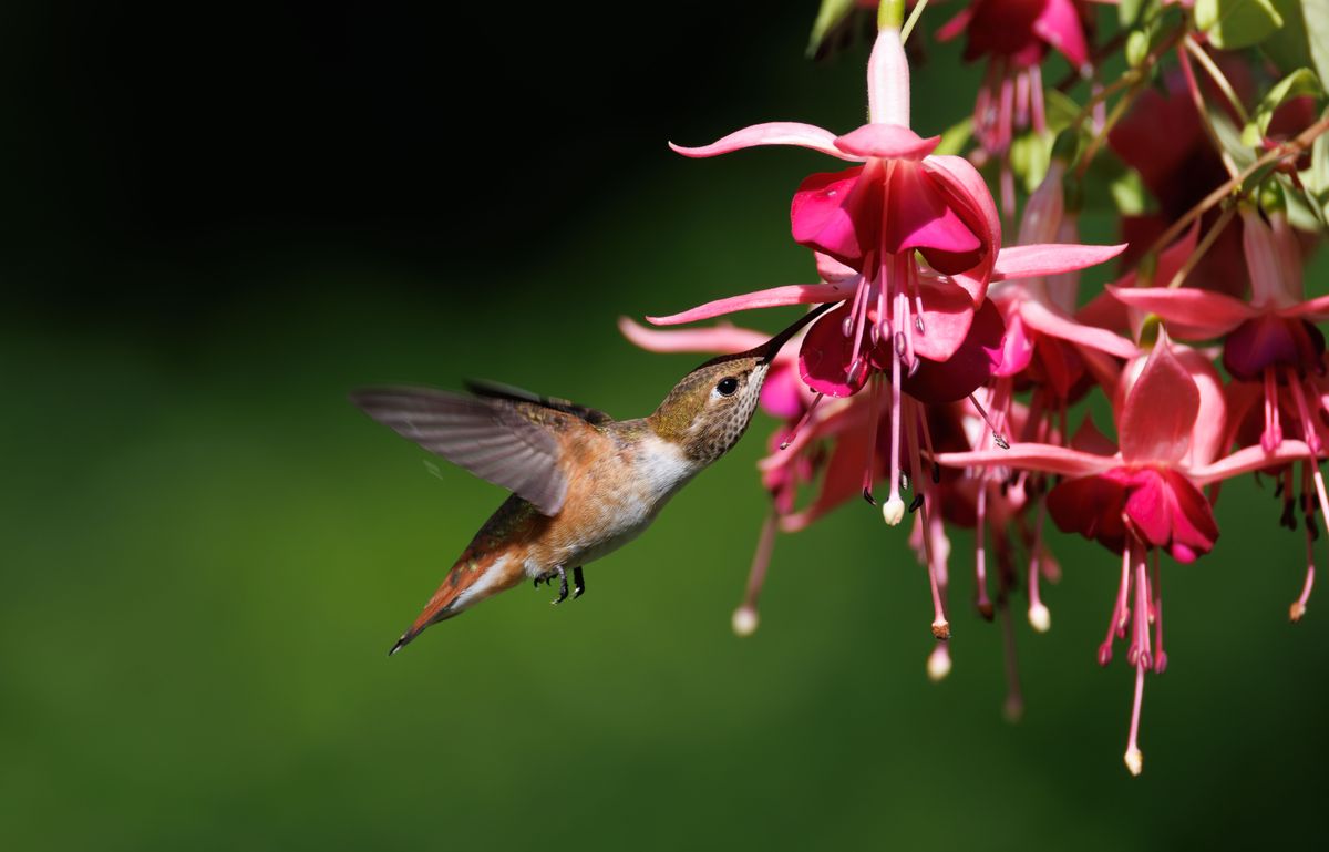 Vibrant hummingbird drinking nectar from pink fuchsia flowers in a green garden.