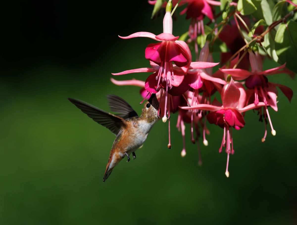 A colorful hummingbird gracefully feeds on vibrant pink fuchsia flowers in a lush, green garden.