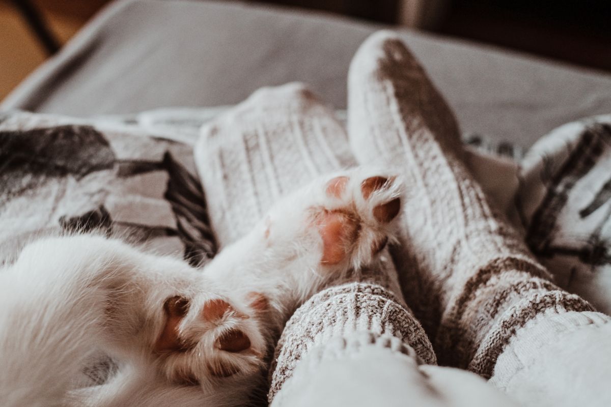 Warm and cozy scene of pet paws and feet in socks relaxing together indoors.