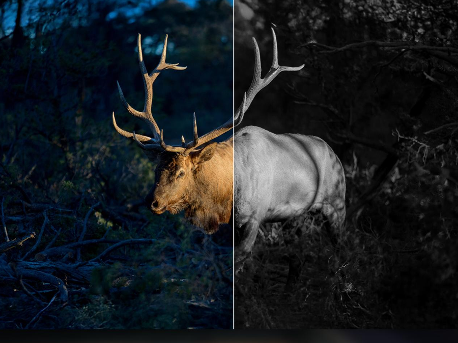 2K footage in daylight and clear night vision in the dark