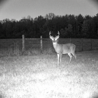 Infrared night-vision footage of a deer in a field