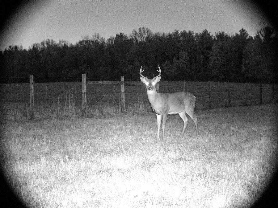 No-glow infrared night vision picking up a deer in the dark