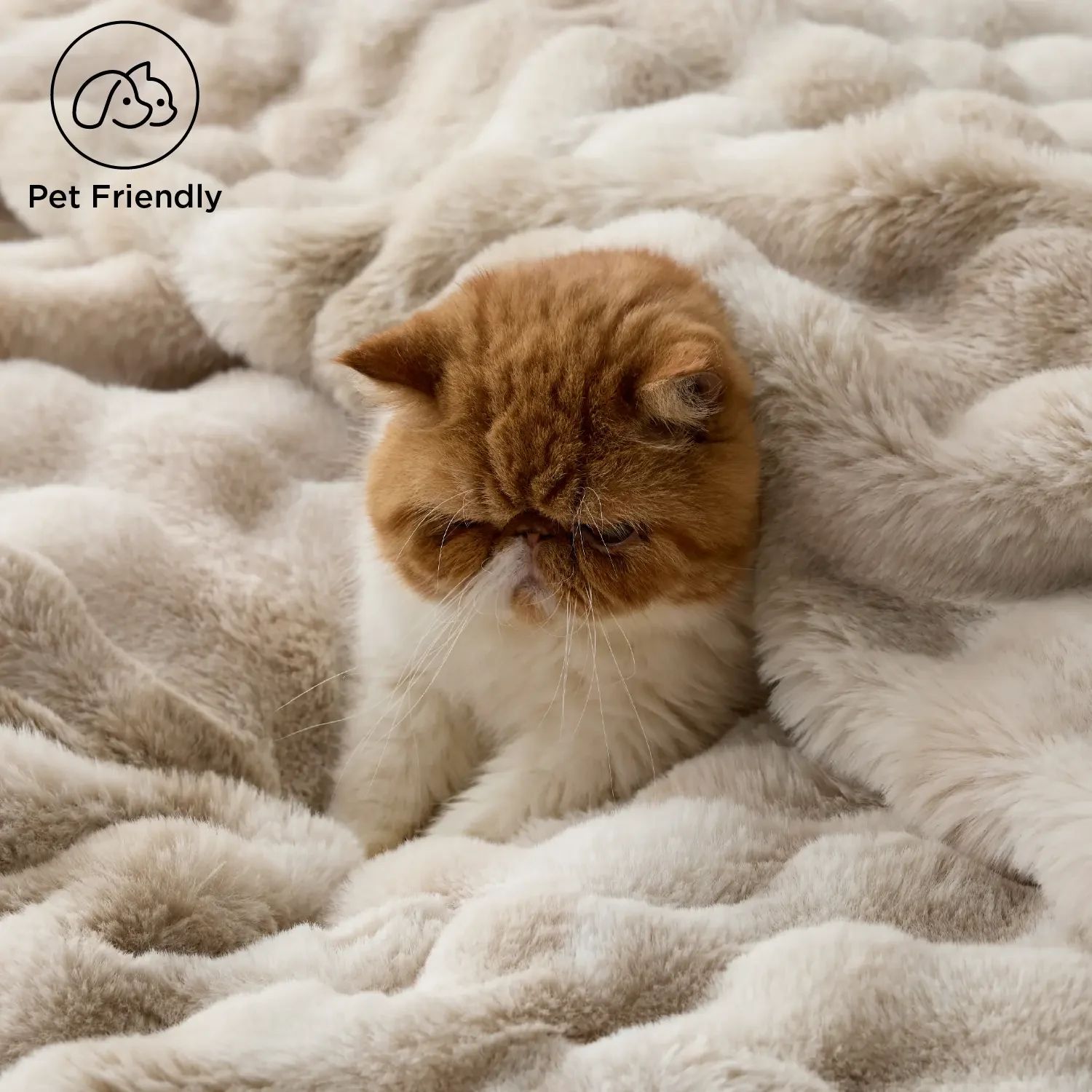 A cat curled up asleep on the blanket
